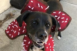 Costume per cane Demogorgone Costume per cane Demogorgone