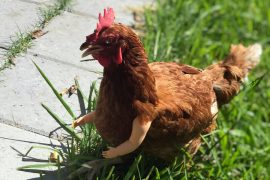 Braccia per galline Braccia per galline