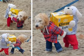 Costume Cani porta birra Costume Cani porta birra