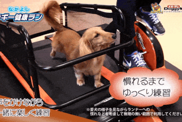 Cyclette con tappeto per cani