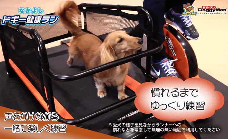 Cyclette con tappeto per cani