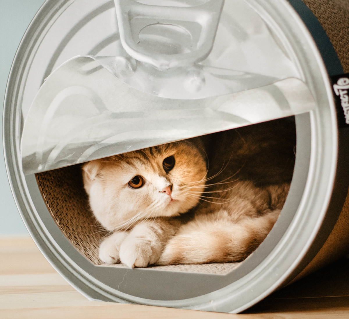 Lattina cuccia per gatti