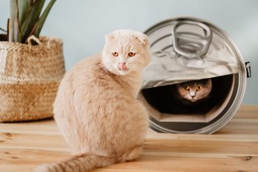 Lattina cuccia per gatti