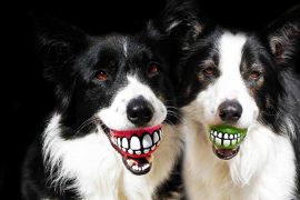 Pallina per cani Rogz Grinz Ball Pallina per cani Rogz Grinz Ball