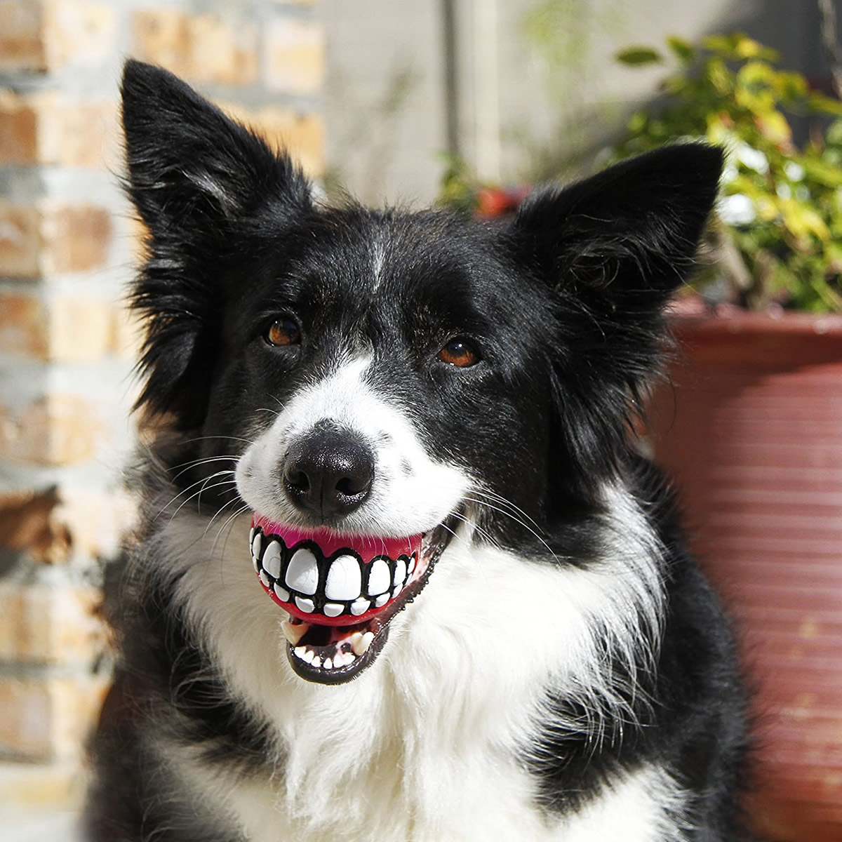 Pallina per cani con denti