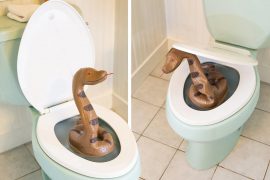 Serpente da toilette Serpente da toilette
