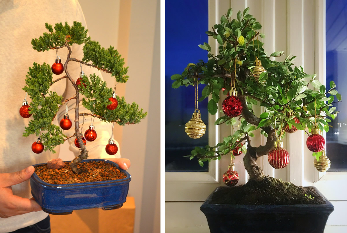 Albero di Natale Bonsai