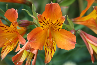 Alstroermeria