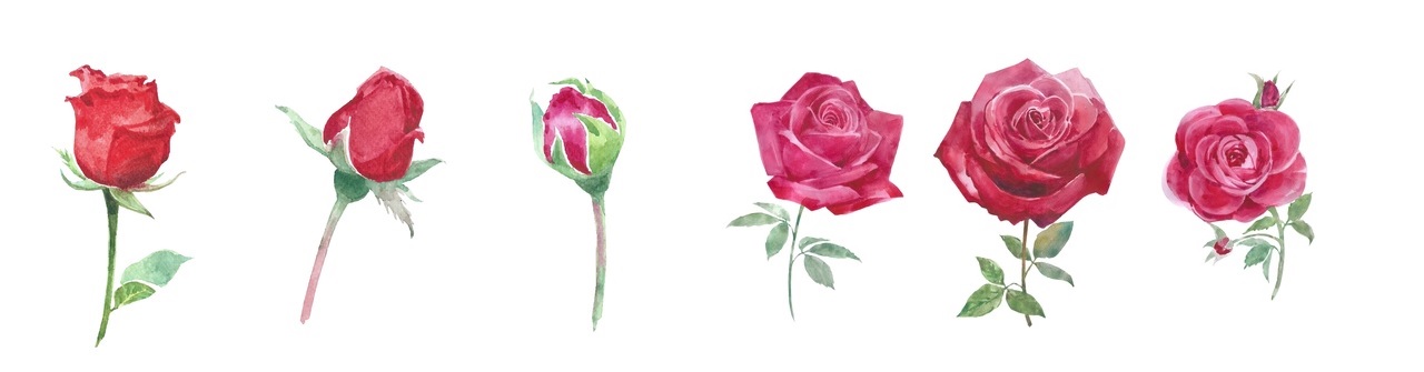 significato delle rose