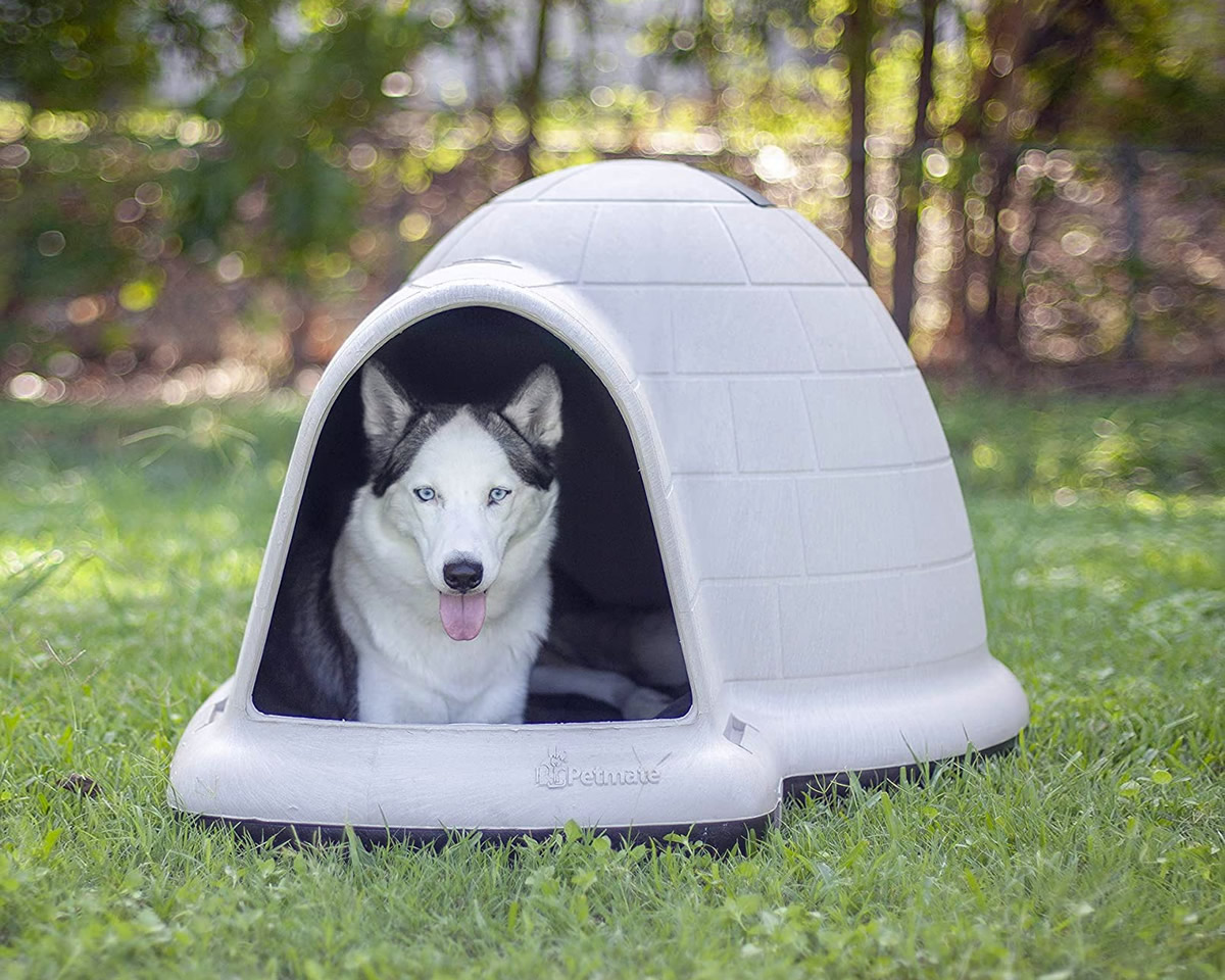 Iglù per cani