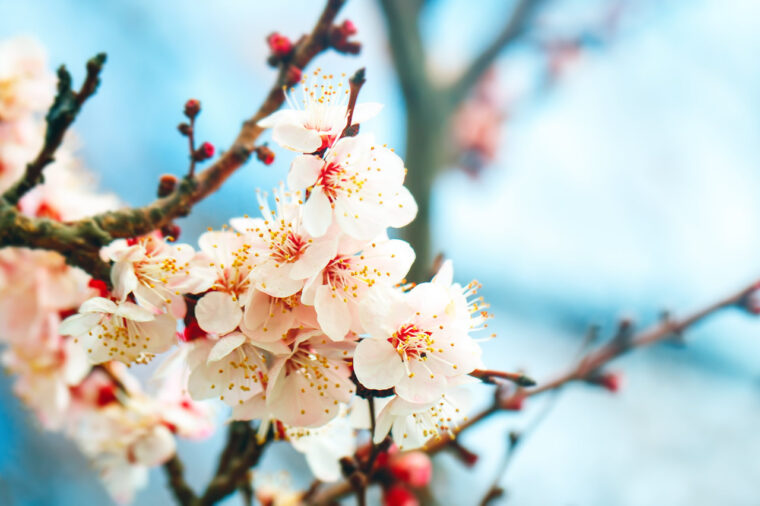 Quando inizia la primavera