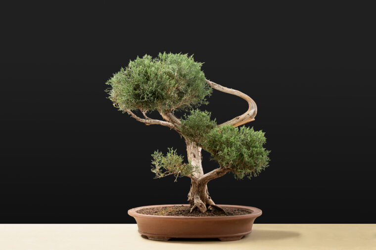 regalare un bonsai