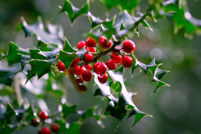 Agrifoglio (I simboli del Natale)