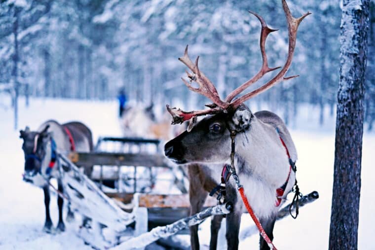 Renne (I simboli del Natale)