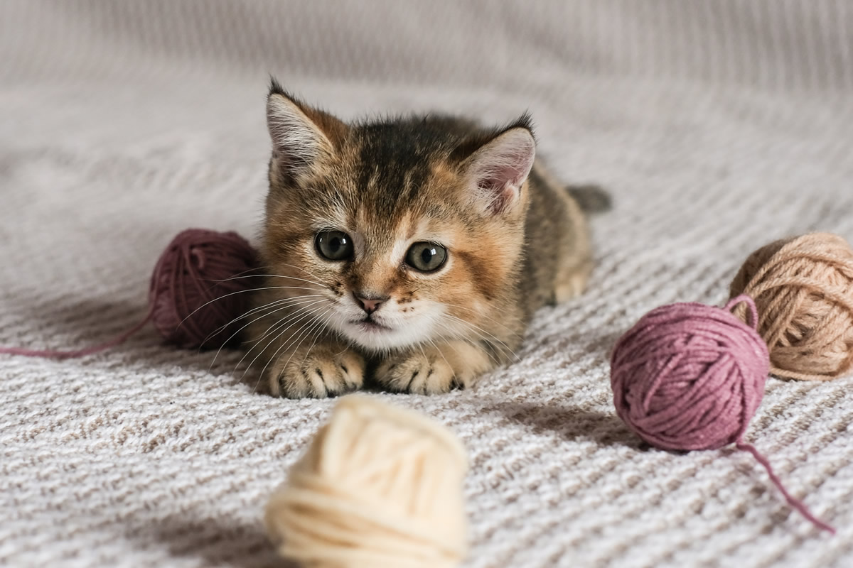 Giochi per gatti