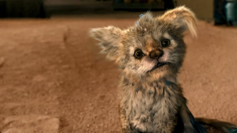 Chupacabra (Netflix)