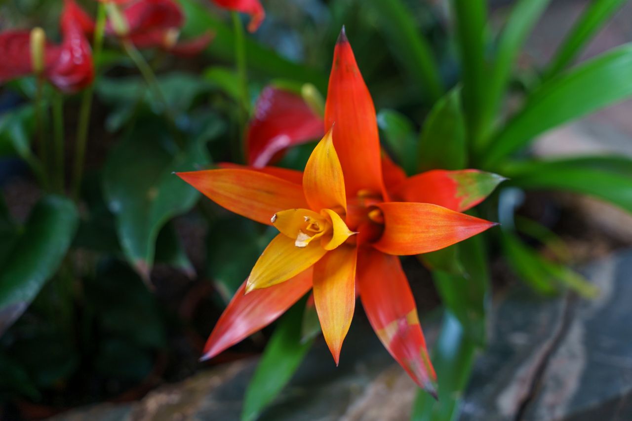 piante da regalare