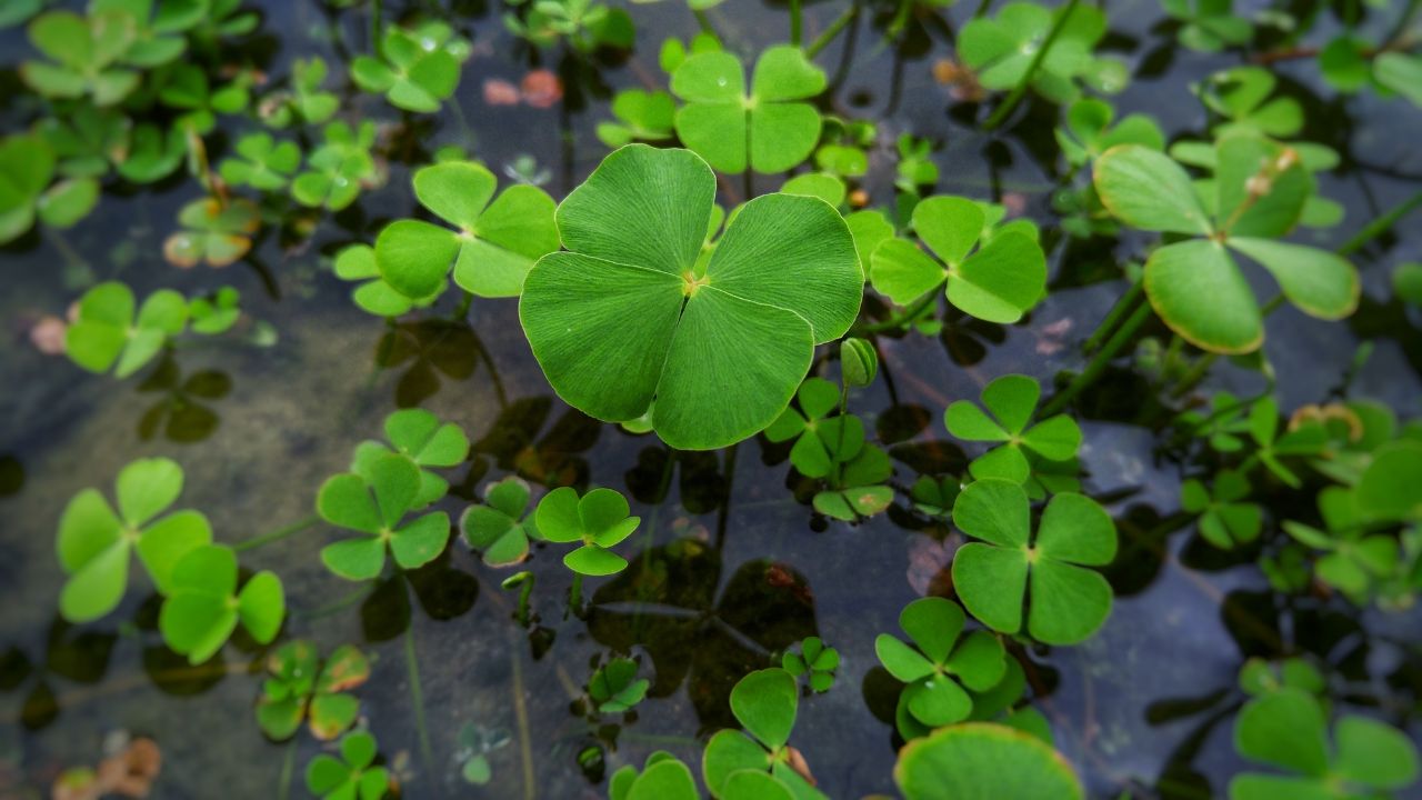 piante portafortuna da regalare