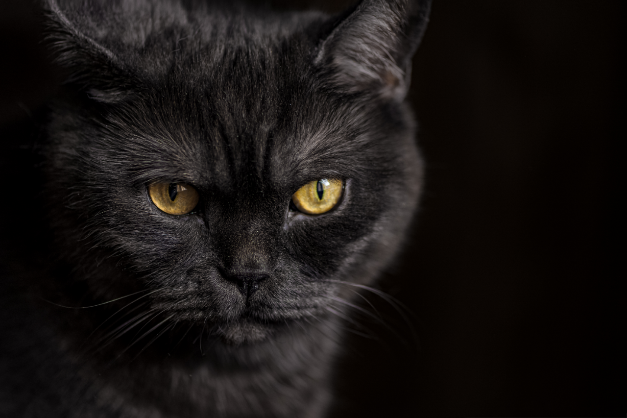 Festa del gatto nero